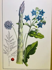 ANTIQUE ASPARAGUS VEGETABLES POSTER POSTER PICTURES ILLUSTRATION 1882 FLOWERS...