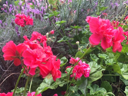 HOT PINK PELARGONIUM PELTATUM IVY GERANIUM LIVE PLANT 6 X 6" STARTER CUTTINGS - Picture 4 of 12