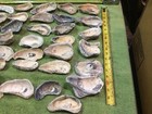 Lot of 35 Thick ￼Atlantic Oyster Shells 3 To 6 Inch  Long Polished Arts Crafts — photo 6