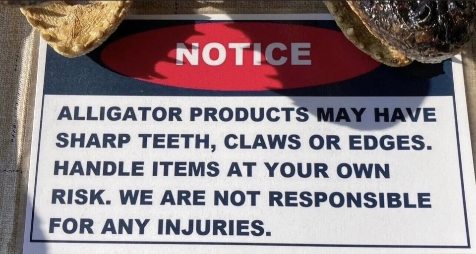 Cabeza de 8 pies Wild Louisiana Gator Foto 3 de 3