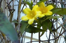 Carolina Yellow Jasmine Perennial Vine 50  Seeds  Real Southern Jasmine  USA