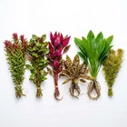 Bright Color Aquarium Plant Bundle – 6 Stunning Live Plants