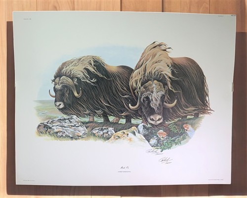 Richard Timm, Musk Ox, Signed Print, 28x22 Wade Collection, Plate 40