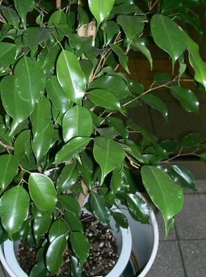 30 FICUS TREE (Bodhi Tree / Sacred Fig / Bo Tree / Pipal) Ficus Religiosa Seeds