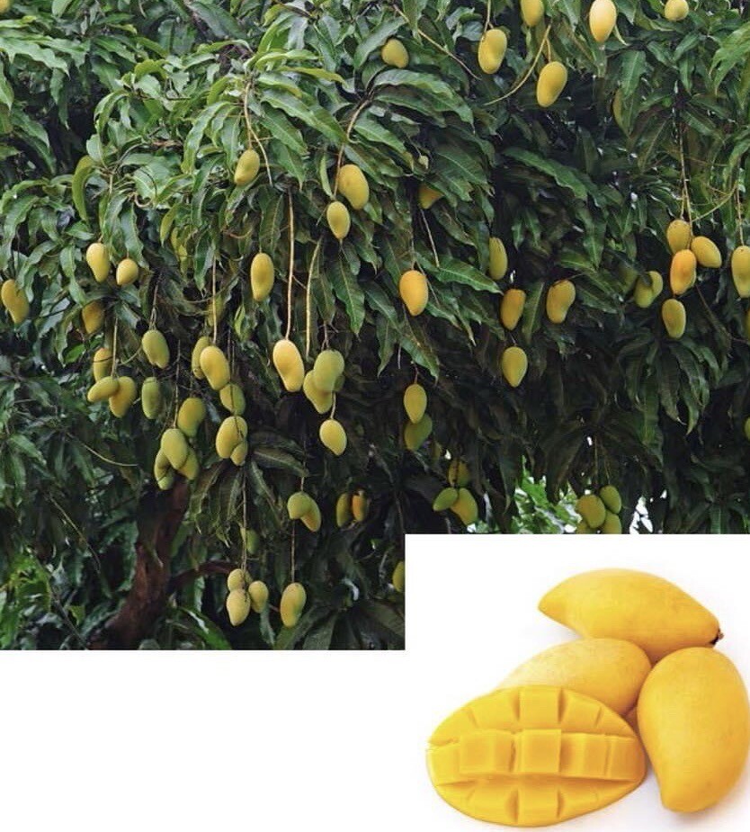Dwarf NAMDOCMAI Grafted Popular Thai MANGO Tree Big 7Gal Pot