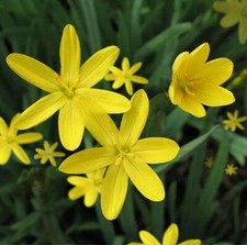 Yellow Dwarf Iris Sisyrinchium Pond Plant UK NATIVE MARGINAL