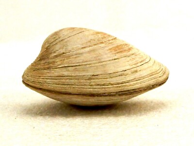 Surf Clam Sea Shell, Top And Bottom Halves, Shelf or Aquarium Decor, SHL-04