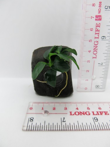 Anubias Nana on Driftwood /Bogwood /Pine cone Freshwater tropical aquarium plant - Picture 3 of 52