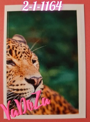Abenteuer  Tierwelt  - Amurleopard 2/4 - REWE	