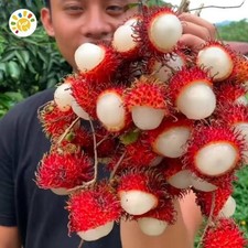 Semillas de rambután R3d S3 alto rendimiento para plantar árboles enanos tropicales Tr3es
