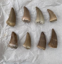 8 dientes de dinosaurio reales dientes de mosasaurio