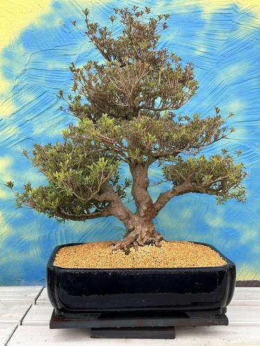 Joe MEGA Bonsai " KOTO " Jap.Satsuki Azalee Schale Tokoname Blau Japan Neu - Bild 8 von 16