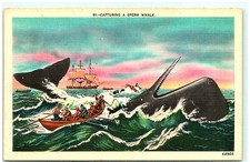 S04-1791, CAPTURING A SPERM WHALE, 1940S POSTCARD