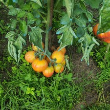 40 graines de tomate LUCKY CROSS - culture type Bio