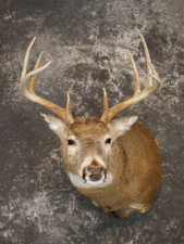 9 point Whitetail deer taxidermy shoulder mount SKU 2242