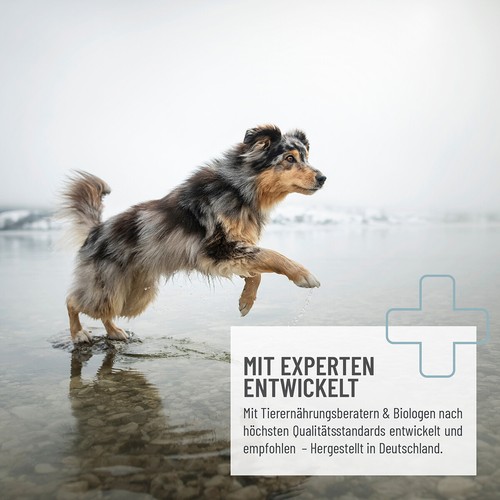 REAVET Grünlippmuschel Kapseln Hunde 300 Stück, Naturrein in Vollfettqualität - Bild 4 von 6
