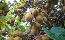 🥝50 Graines - Actinidia Chinensis (Kiwi)