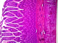 Smooth Muscle, Mammalian; Showing Smooth Fibers; Cross Section and Longitudinal