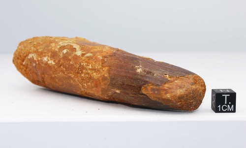 Spinosaurus Aegypticus Dinosaur Tooth (Morocco - 11.5 Centimeters - 234 **) - Picture 7 of 13