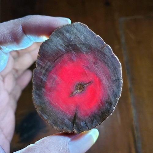 4 Translucent Raja Kayu Slabs Borneo Agathis Alba Slices Dragon Blood Wood #35 - Picture 8 of 9
