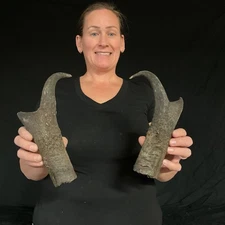 Antelope caps Antler Taxidermy Home decor Dog chews 334