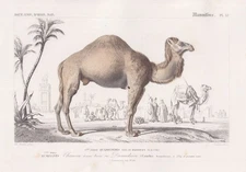 Camelus dromedarius dromedary dromedary camel engraving Orbigny steel engraving 1861