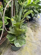 fiddle leaf fig tree live