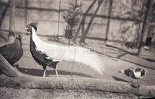 Vintage Negative with Birds Dove Chickens Pheasant Animals - Old Photo