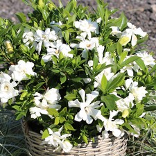 Gardenia Jasminoides Celestial Star Evergreen Hardy Flowering Outdoor Shrub