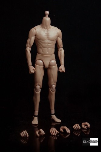 1/6 Asian Male Body Model ZCTOYS G002 Standard Muscle for 12" Action Figure Toy - Picture 3 of 4