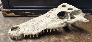 Alligator Crocodile Skull Bone Aquarium Fish Tank Reptile Decoration Resin 9x4.5