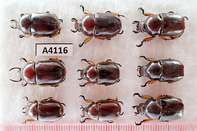 A4116. Insects, butterflies: Rutelidae sp. Vietnam, Lai Chau | eBay