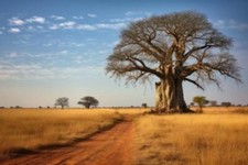 Wandbild: ein einsamer Affenbrotbaum mitten in der Savanne, erschaffen mit [...]