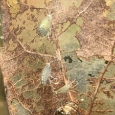 Live Scuds , for Fish Food and Clean up Crew (40+)