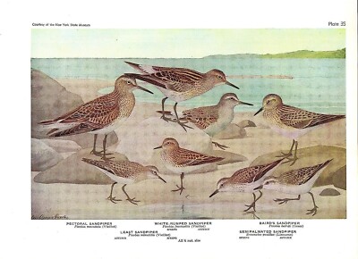 1936 Vintage FUERTES BIRDS #35 ''SANDPIPERS (5 KINDS)'' Color Art Plate Lithograph