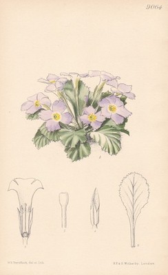 Primula Edgeworthii India Blume Botanik flower botany lithograph Curtis 9064