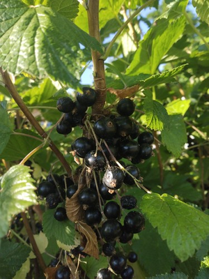 #ad Black Currant Plant Tiben $10.00