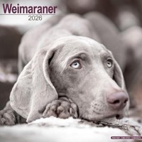 Weimaraner Calendar 2026 Square Dog Breed Wall Calendar - 16 Month (Us Import)