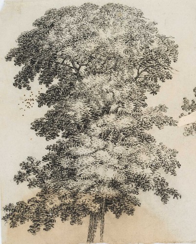 C. GRAIMBERG (*1774), Baum- und Laubwerkstudien, um 1800, Tusche Romantik - Bild 3 von 4