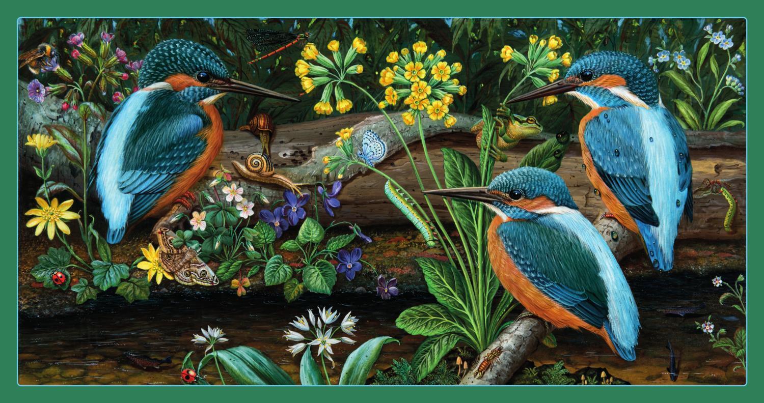 Thumbnail - Kleine Vogel-wunderkammer | Buch | Deutsch | 2019 | Eichhörnchenverlag