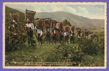 PORTUGAL PINHAO VINTAGE PC. 7909