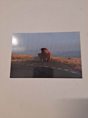 Photo Postcard of Humping Heffer in Yorkshire Dales, United Kingdom