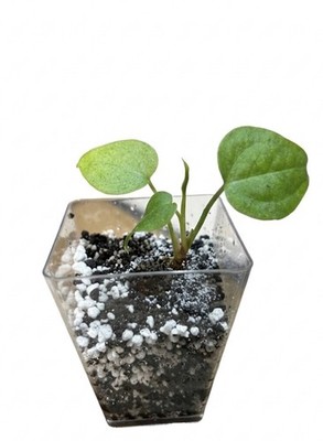 Anthurium Clarinervium starter plant