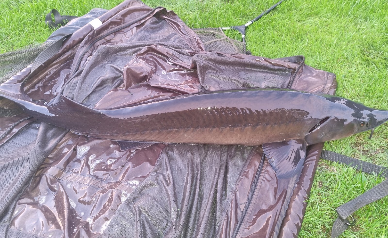 Large Sturgeon Pond Fish eBay