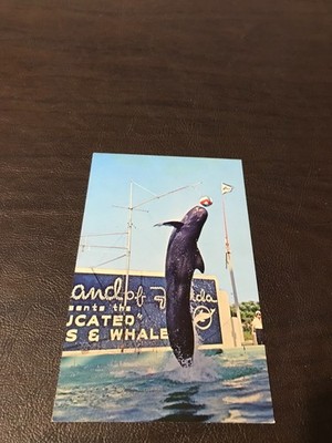UNPOSTED POSTCARD - TRAINED WHALE - OCEANARIUM - MARINE STUDIOS - FLORIDA