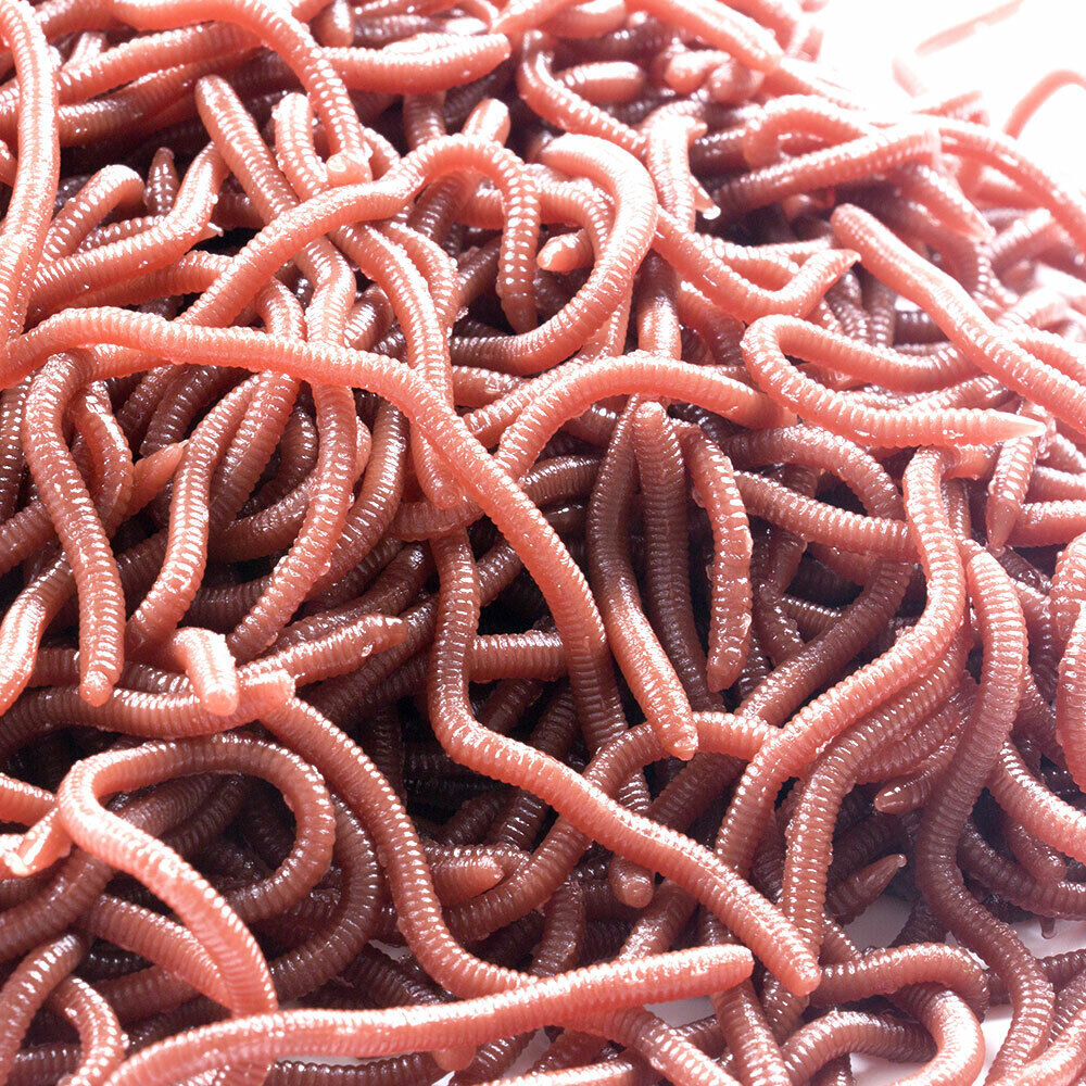 Fishing Worm Bait