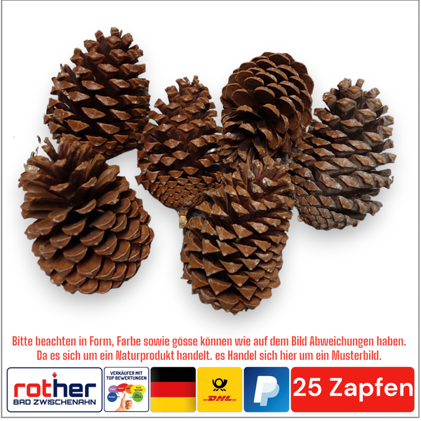 25X Tannenzapfen Pinus Maritima Advent Weihnachten Zapfen GrößE Ca. 10-14Cm-image