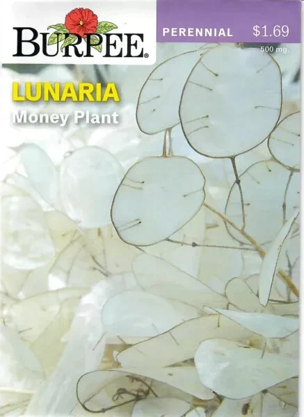 dracaena houseplant Shop 'Dracaena Lemon Surprise Plant' Care & Growing Guide main image 0