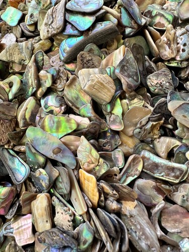 Conchiglie PAUA 1/4LB Abalone XS 1/8”-1/2” Reiki Healing assortite - Foto 3 di 13