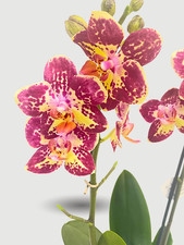 Phalaenopsis Strawberry Cake Orchid UK | Flowering Orchid | Indoor Plant Gift